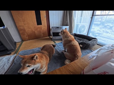 2026年1月31日(土) 寒い日はストーブの前につきっきりな親子 サムネイル