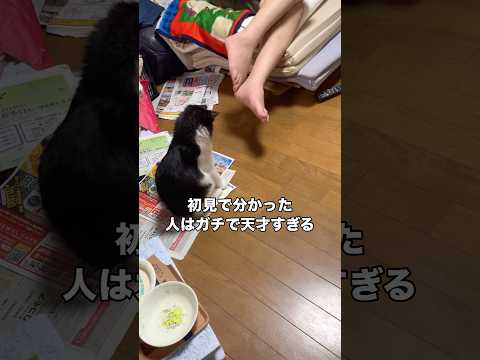 猫がなんでこの動きをしたか初見で分かったらマジですごい 子猫 白黒猫 ハチワレ shorts サムネイル