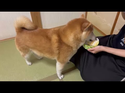 柴犬福 姉からの誕生日ケーキを食べる柴犬🤩Shiba-Eat🤣 サムネイル