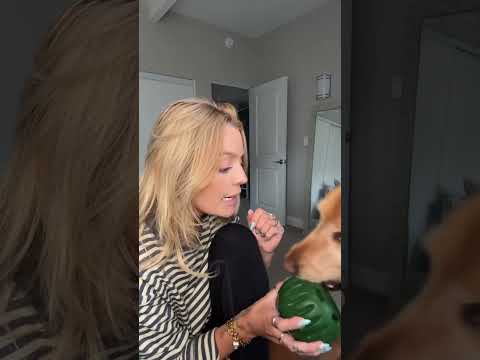 golden retriever puppies for sale🥵india retreiver dog puppy…