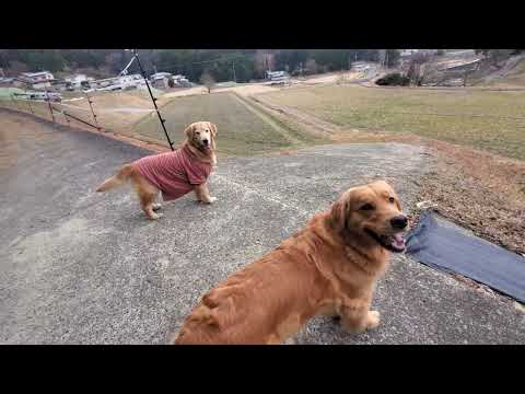 田んぼへ走り込む姿が元気で嬉しいゴールデンレトリバー親子 サムネイル