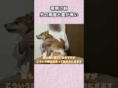 夜明け前 外の雨音と雷が怖い サムネイル