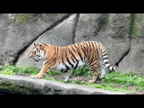 サーシャちゃん 泳ぐかどうか迷ってます☺️？　アムールトラ　浜松市動物園にて　2026年4月5日 サムネイル