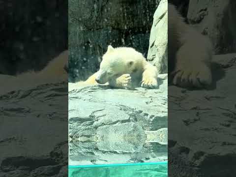shorts 眠くなっちゃったモモ太くん　ホッキョクグマ　男鹿水族館GAO 2026年5月22日　IMG 4855 サムネイル