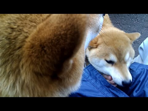 2025年12月21日(日) 裏口開けると0秒で大歓迎されるモテモテパラダイス サムネイル