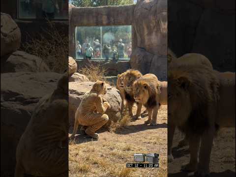 Man Disguised as a Lioness Trolls Male Lions at the Zoo 🦁😂 サムネイル