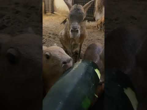ズッキーニを頬張るカピバラ親子を見守るマーラ。動物 カピバラ capybara サムネイル