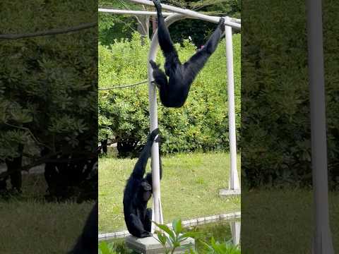shorts 歌ってアクロバティックに踊るハートさんとブレイブくん  フクロテナガザル　千葉市動物公園にて　2026年… サムネイル