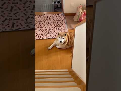 柴犬福 姉にバレた常習してる肉球犯🤣Sis and Shiba🤣姉と柴 shorts funny funnydog 柴… サムネイル