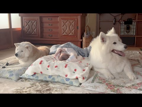 赤ちゃんのお昼寝にお供する両翼の柴犬とサモエドが最高に可愛すぎました。 サムネイル