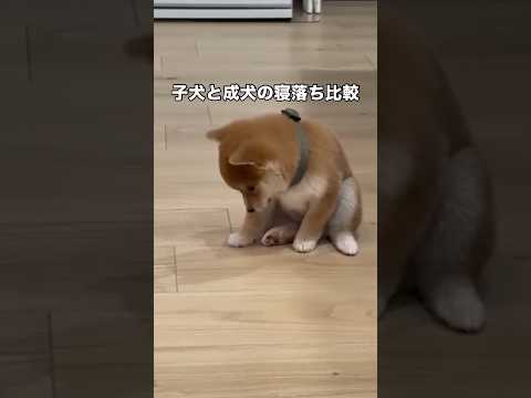 子犬の頃からは眠気に抗ってたけど成犬になったら潔く寝ることにした柴犬 子犬 柴犬 パピー 赤柴 サムネイル