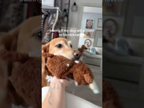 coming home to my golden retriever🥵 goldenretreiver dog ind… サムネイル