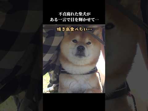 柴犬は物申す。この後の一言で表情が変わり…  shibainu 花見 犬のいる暮らし