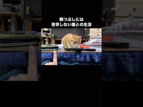 飼い主の指を獲物とみなし今にも襲いかかってきそうな茶トラ 茶トラ 茶トラ猫 ねこのきもち shorts サムネイル