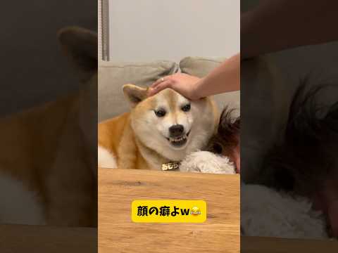柴犬の態度が180度変わる瞬間とは…？？ 柴犬 shibainu shorts サムネイル