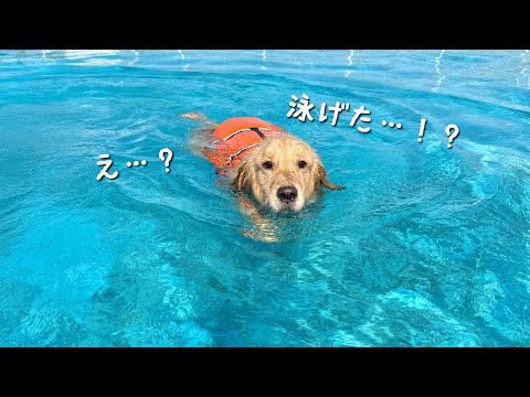 泳げなかった愛犬が、今年初プールで突然泳げるようになりました