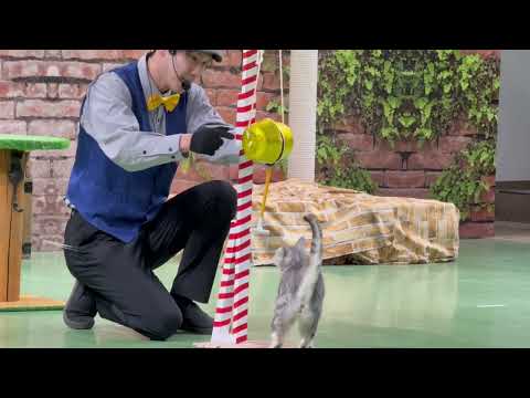 〆はヒマワリちゃん🌻 なかなか見れない猫によるショー ザ・キャッツ(午前)    那須どうぶつ王国にて　2026年4月… サムネイル