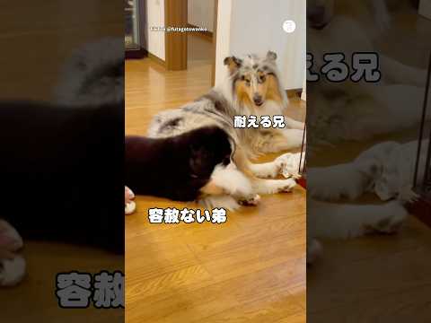 容赦ないバーニーズ子犬&優しいお兄ちゃん犬たち🐶　子犬　いぬ　犬　バーニーズマウンテンドッグ 大型犬 サムネイル
