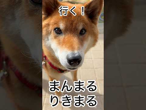 ’26.2.26 力丸には伝わる… 柴犬 shibainu 柴犬のいる暮らし 柴犬の日常 お散歩 力丸 サムネイル