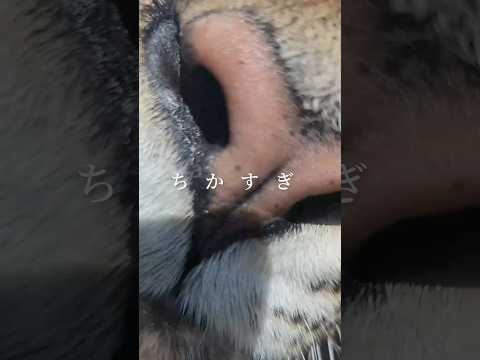 【東武動物公園（公式）】ちかすき 東武動物公園 zoo 動物園 ジャガー リンド ちかすぎ サムネイル