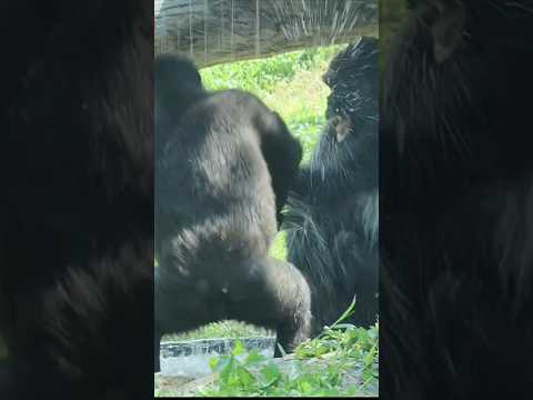Jabali splashing 💦🤣 gorilla taipeizoo 金剛猩猩 台北市立動物園 funnyani… サムネイル