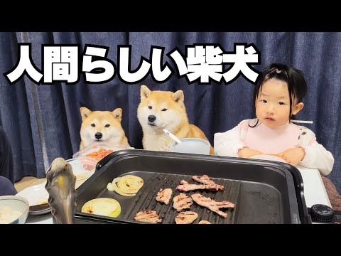 【焼肉パーティ開催】取り合うよりむしろ譲ってあげる優しい柴犬兄妹の関係性 サムネイル