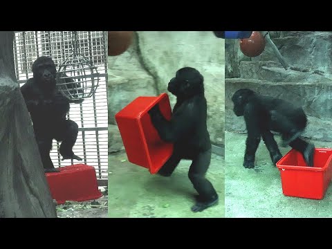 Gorilla enjoyed playing with the bucket so much金剛猩猩Ringo站橘桶… サムネイル
