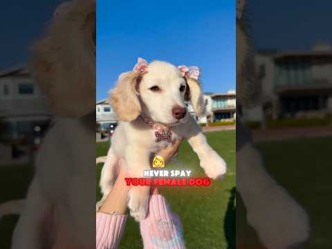 4 Reasons You Should NEVER Spay Your Dog shorts dog pet dog…