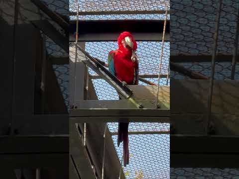 shorts いつも下に居るのに😲⁈  コンゴウインコ　浜松市動物園にて　2026年3月15日 サムネイル