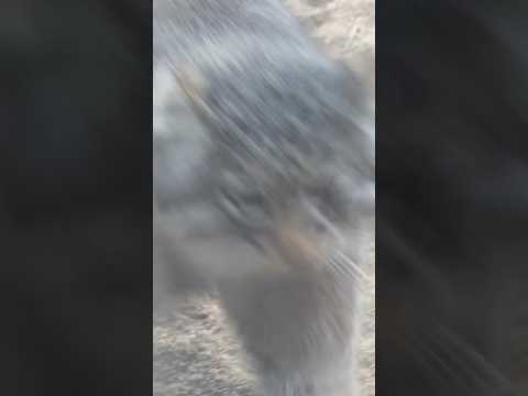 shorts 今日も元気いっぱいアブリコースちゃん　マヌルネコ　那須どうぶつ王国にて　2026年3月27日