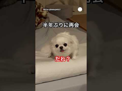 半年ぶりの再会、思い出した瞬間が可愛すぎた💕　　チワワ　犬　いぬ　かわいい犬 かわいい サムネイル