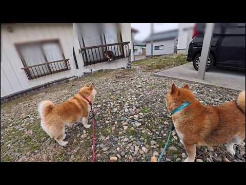 窓と手すりの間にハマってた猫さん観察 サムネイル