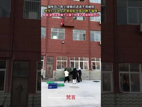貓咪自己爬上樓簷間進退不得被困 學生們見狀上下默契配合成功救下貓咪 救援 善良 正能量 好人好事 貓咪 rescue… サムネイル