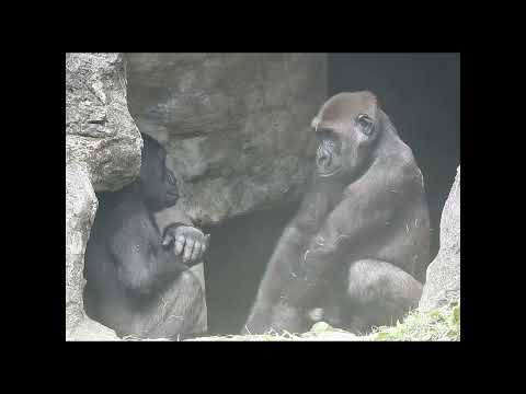 gorilla brothers Jabali 5y3m old & Ringo 4y8m old. shorts.… サムネイル