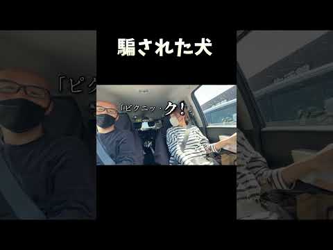 騙された犬 サムネイル