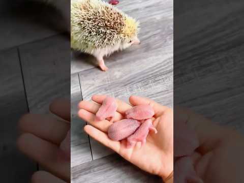 CY Hedgehog Fell Asleep on You? That's Love 🦔💤animals short…