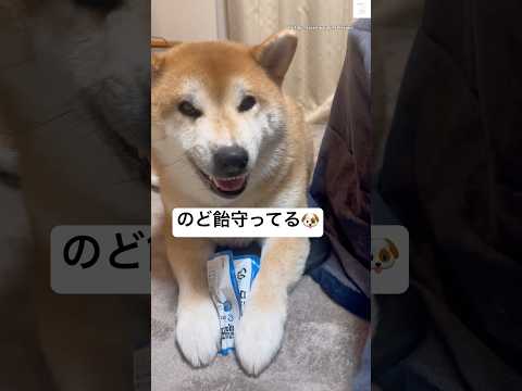 のど飴を守る柴犬😂　#柴犬　#犬　#面白い　#犬のいる暮らし #かわいい犬 サムネイル