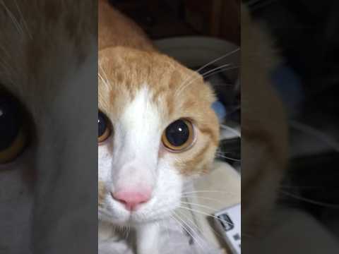 氷舐めてたらいつもの飼い主じゃないと思ったのかやんのかしてめっちゃ睨みつけてきた ビビり猫 茶白猫 やんのかステップ… サムネイル