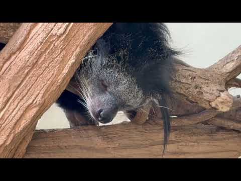 起きてそうなダムくんとシャロンさんと　ビントロング　那須どうぶつ王国にて　2026年4月24日