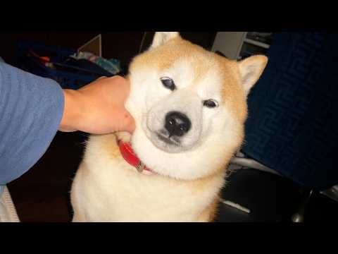 家族が病気になると、定期的に様子を見に来てなでなでさせてくれる柴犬