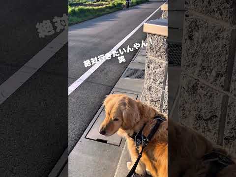 待ち伏せする犬 ゴールデンレトリバー 大型犬のいる生活 大型犬 goldenretreiver サムネイル