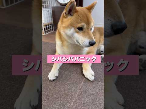 クリアするのは難しそう😆　柴犬　柴犬とん サムネイル