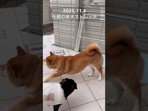 今朝の柴犬ストレッチstretch dog doggie 柴犬 shibainu yoga routines heal… サムネイル
