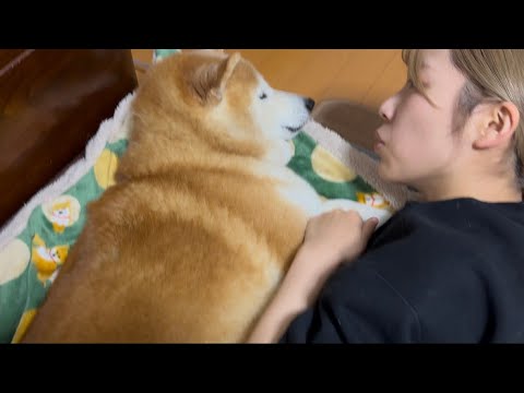 柴犬福 1人でいた時に姉が来てしまった時の柴犬🤣Sister and Shiba Inu サムネイル