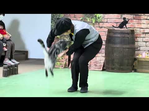 ビア〜！エール〜！なかなか見れない猫によるショー ザ・キャッツ　那須どうぶつ王国にて　2026年2月1日 サムネイル