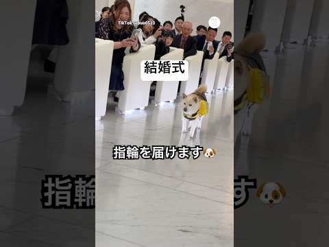 結婚式でキョロキョロしながら指輪を届ける柴犬🐶　　　柴犬　白柴　犬　結婚式　犬のいる暮らし サムネイル