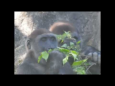gorilla Tayari 15y old mom & son Jabali 5y4m old shorts. TJ… サムネイル