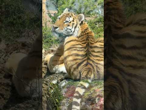 shorts 振り向き令くん☺️ アムールトラ🐯