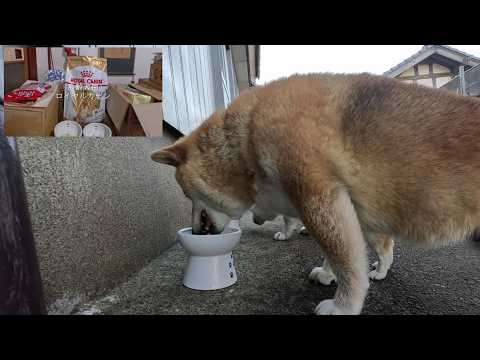 2026年6月12日(金) 今日からシニア食！【高齢犬用ロイヤルカナン】 サムネイル