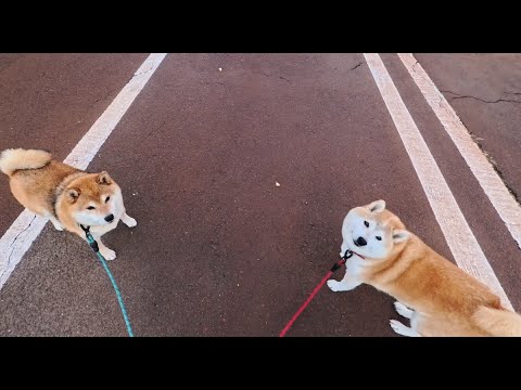 おやつ貰うとき優しい笑顔をするモモさん サムネイル